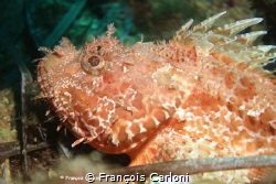 Good Profile by François Carloni 